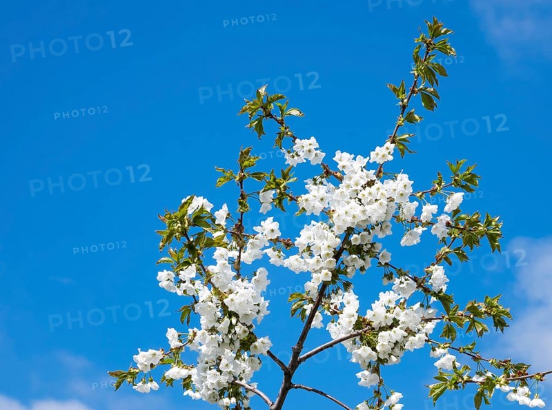 Blooming cherry tree