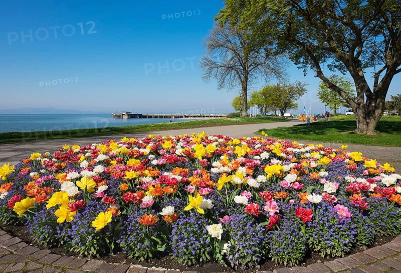 Tulips (Tulips) and forget-me-not (Myosotis sylvatica)