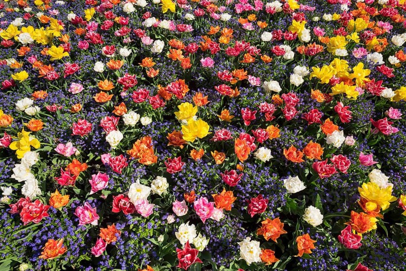 Tulips (Tulips) and forget-me-not (Myosotis sylvatica)