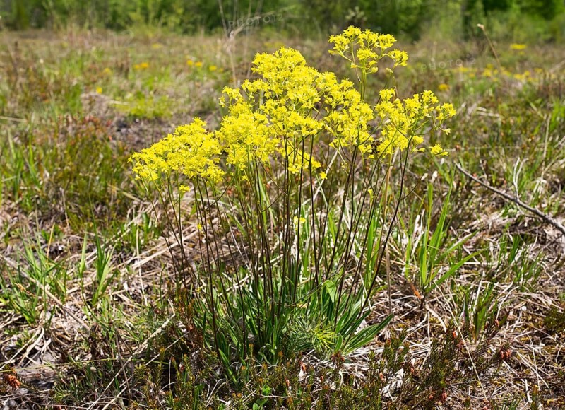 Buckler-mustard (Biscutella laevigata)