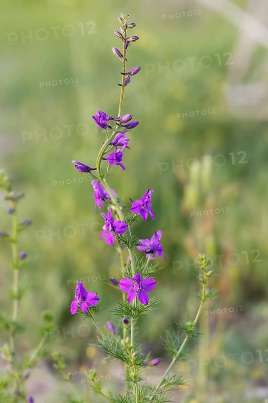 Oriental Larkspur (Consolida hispanica)