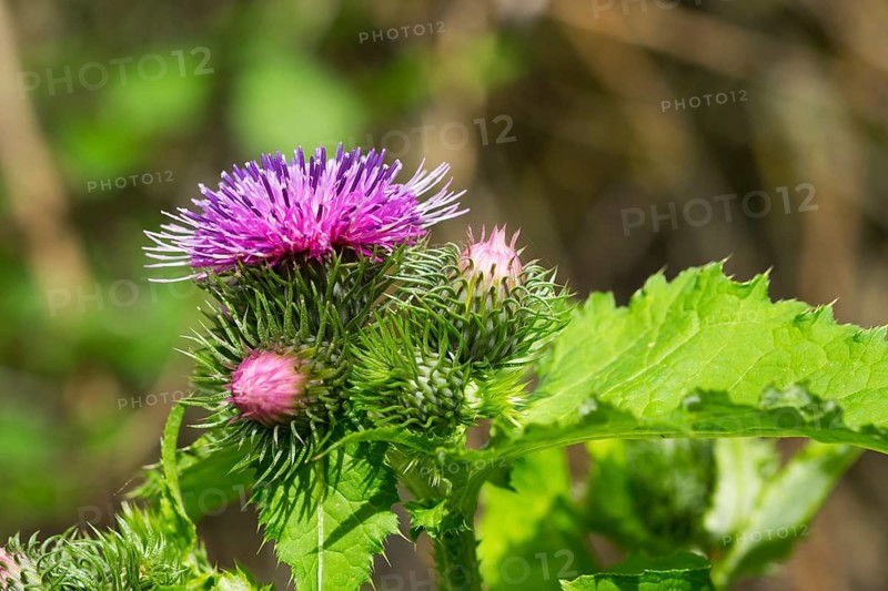 Barnacles Ring thistle