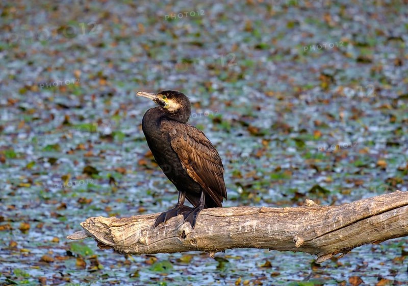 Great cormorant (Phalacrocorax carbo) sits on branch