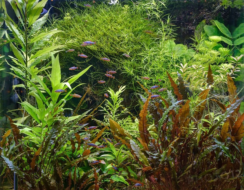 Densely planted tropical freshwater aquarium