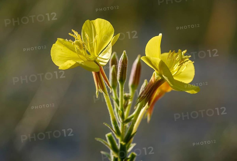 Flowers of Common evening primrose (Oenothera biennis)