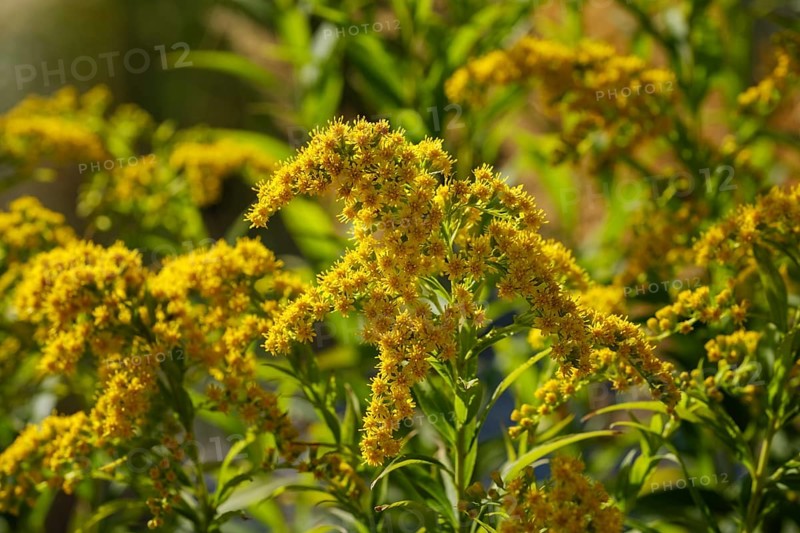 Flowers of tall goldenrod (Solidago gigantea)