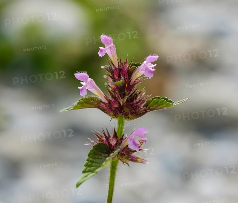 Hedge woundwort (Stachys sylvatica)