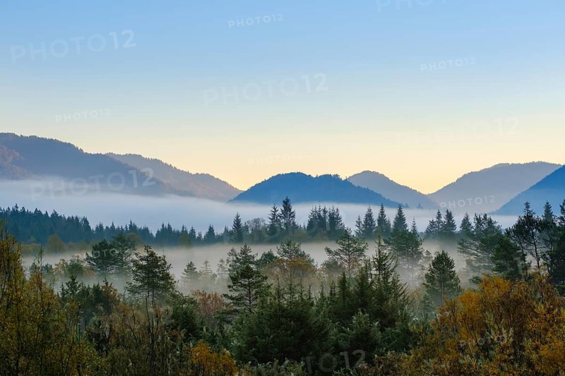 Morning fog in the floodplain forest