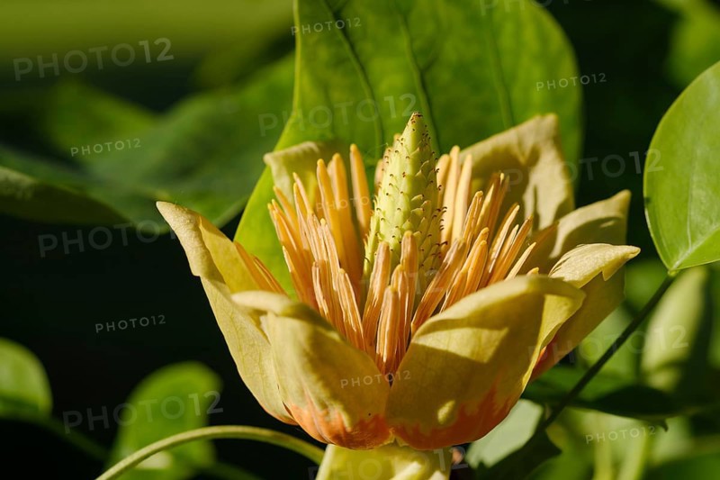 Flower from tulip tree (Liriodendron tulipifera)
