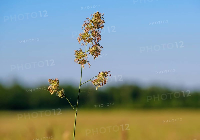 Inflorescence