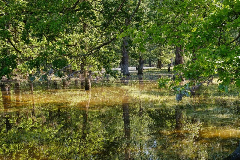 Flooded floodplain forest at high water