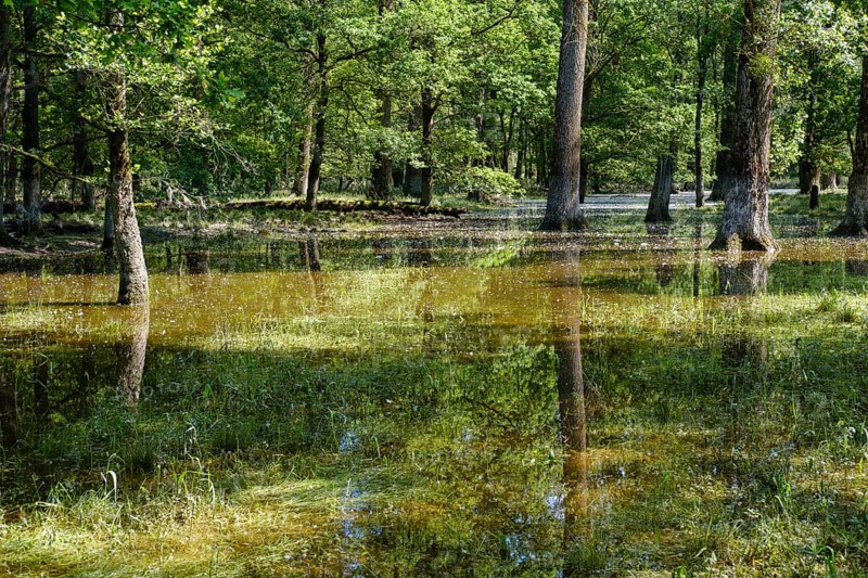 Flooded floodplain forest at high water