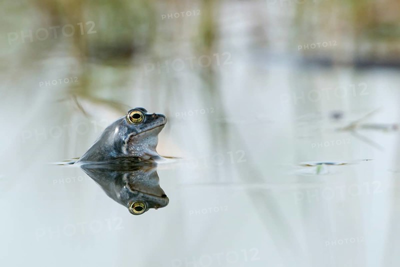Moor frog (Rana arvalis) in water