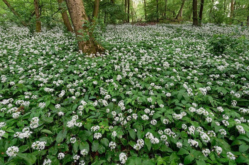 Wild garlic flower