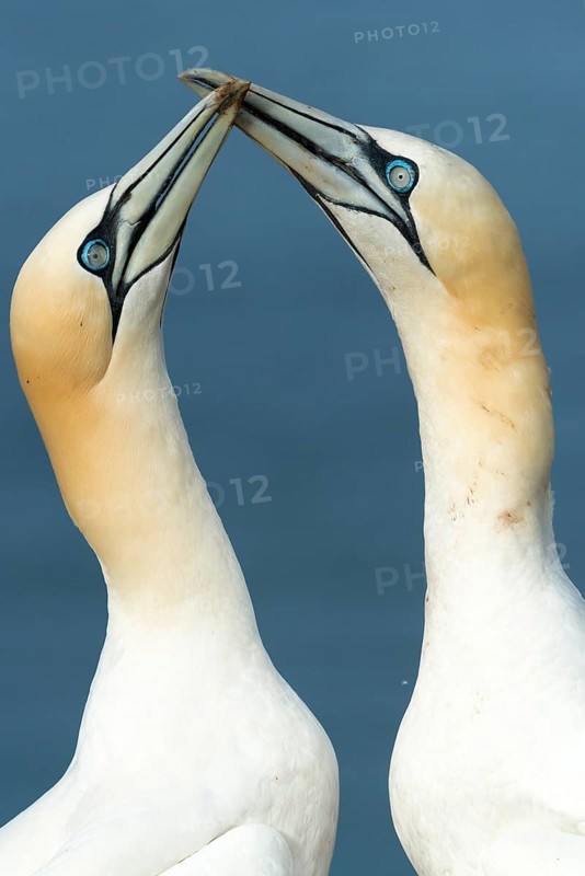 Two Northern Gannets (Sula bassana)