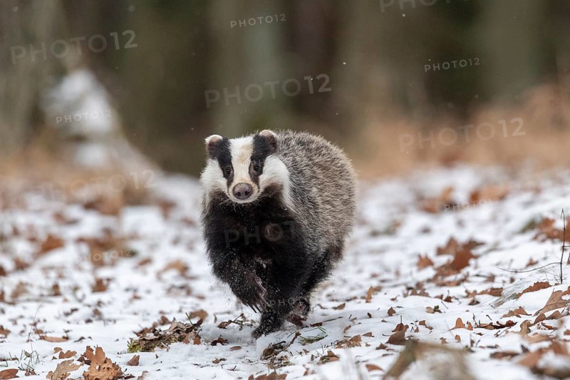 European badger (Meles meles) runs in snow
