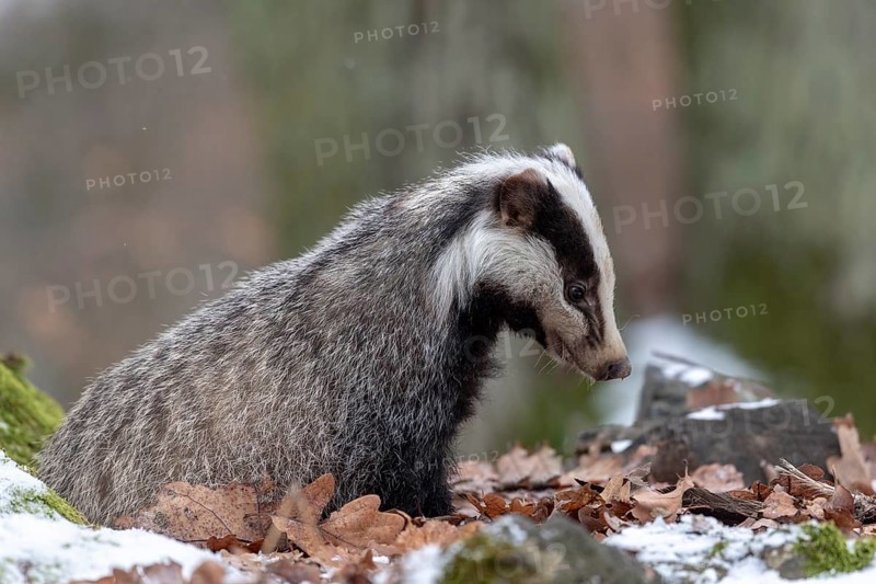 European badger (Meles meles)