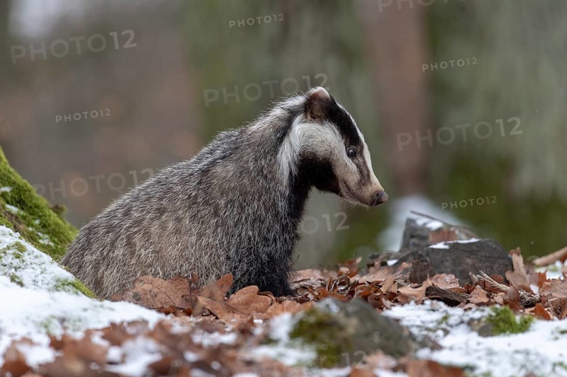 European badger (Meles meles)