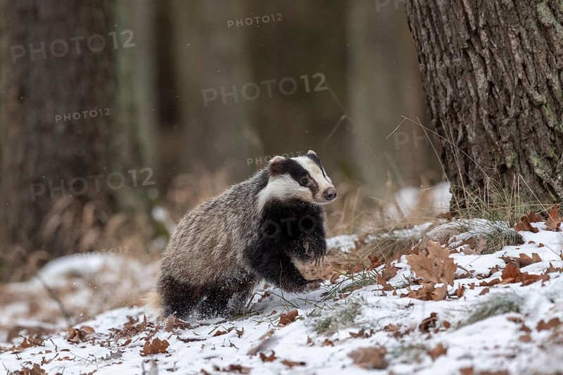 European badger (Meles meles) runs in snow