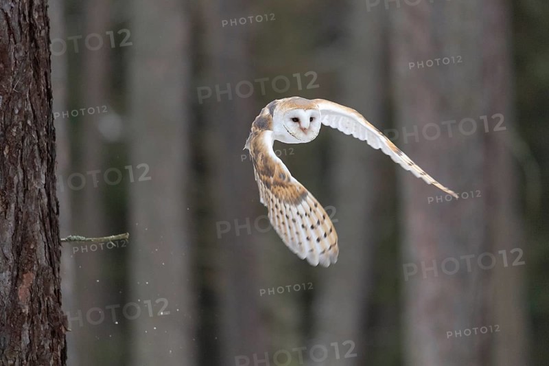 Common barn owl (Tyto alba) in flight