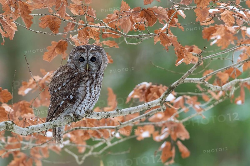 Tawny owl (Strix aluco) sits on branch