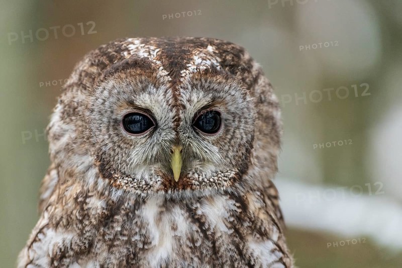 Tawny owl (Strix aluco)