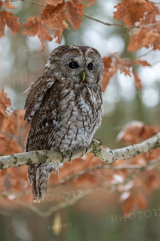Tawny owl (Strix aluco) sits on branch