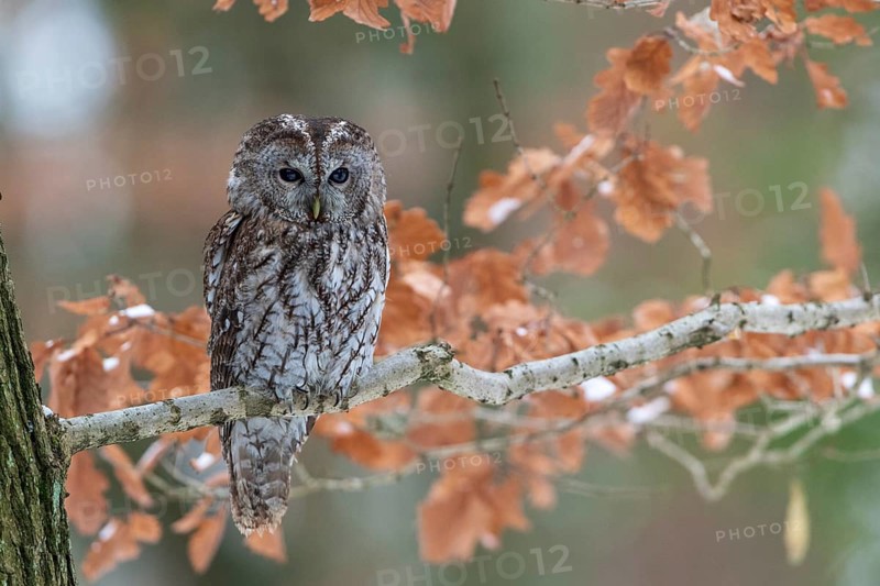 Tawny owl (Strix aluco) sits on branch