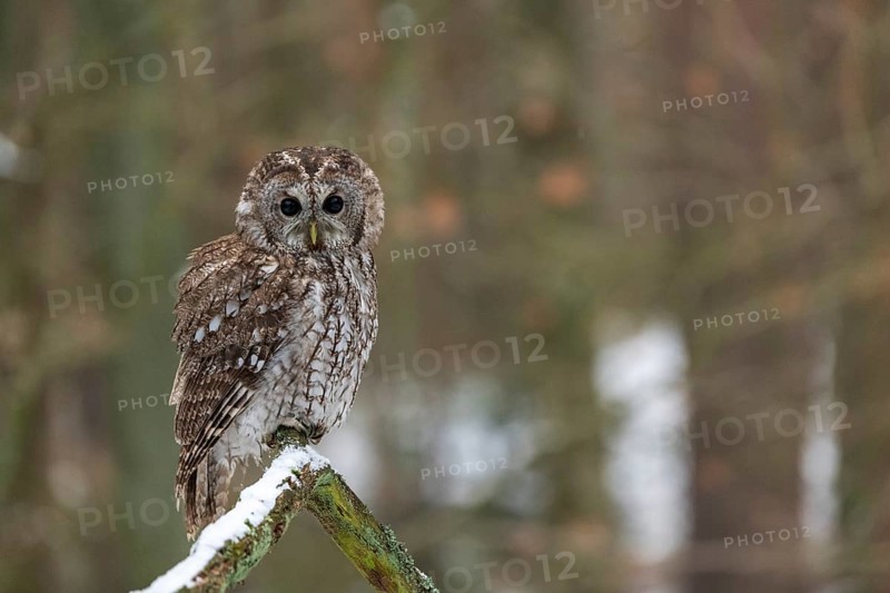 Tawny owl (Strix aluco) sits on branch