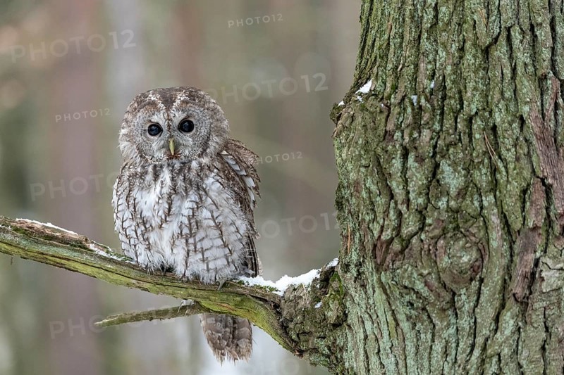Tawny owl (Strix aluco) sits on branch