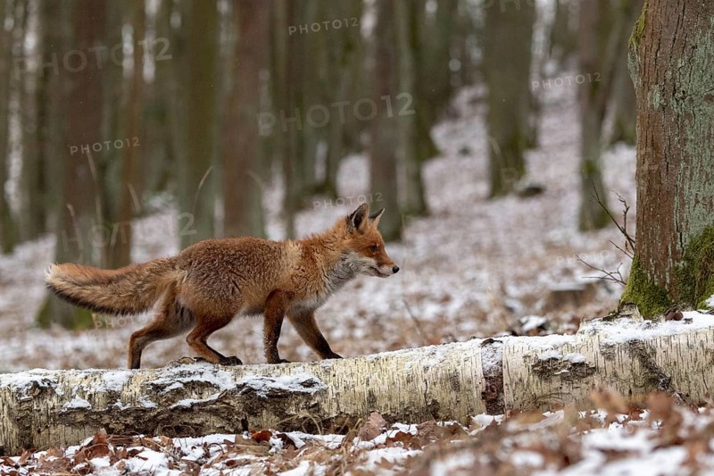 Red fox (Vulpes vulpes) runs over a tree trunk in winter