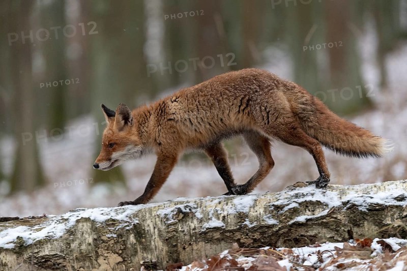 Red fox (Vulpes vulpes) runs over a tree trunk