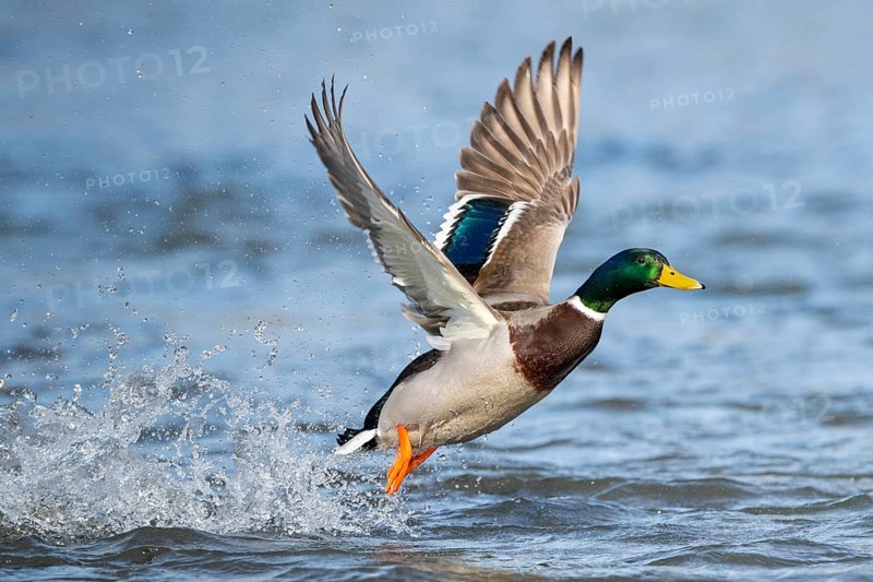 Mallard (Anas platyrhynchos)