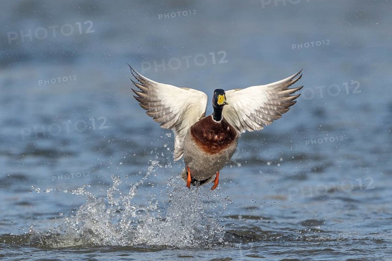 Mallard (Anas platyrhynchos)