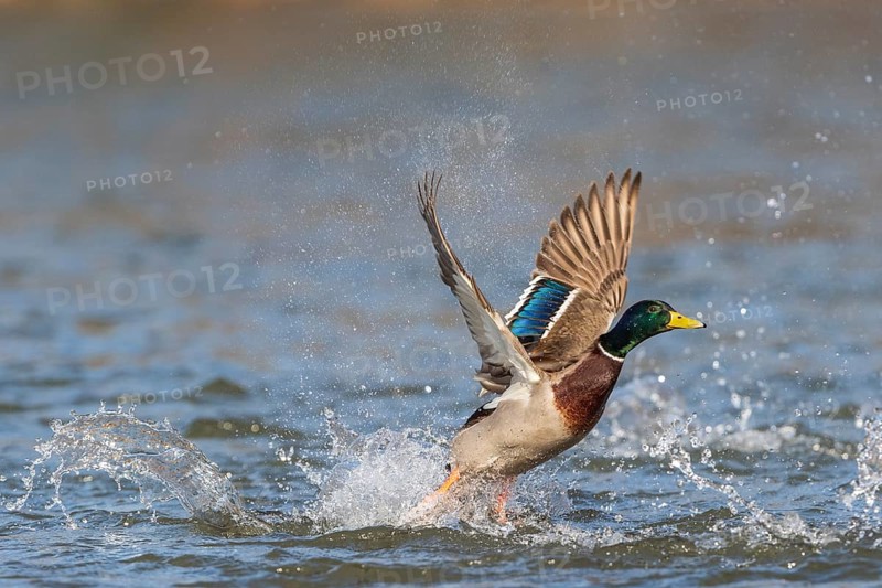 Mallard (Anas platyrhynchos)