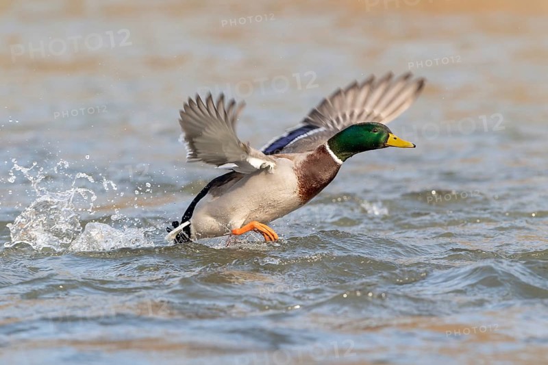 Mallard (Anas platyrhynchos)