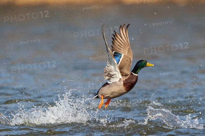 Mallard (Anas platyrhynchos)