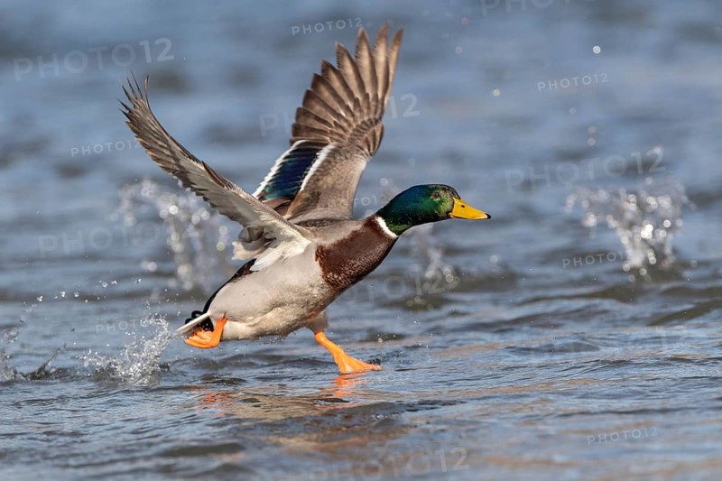 Mallard (Anas platyrhynchos)