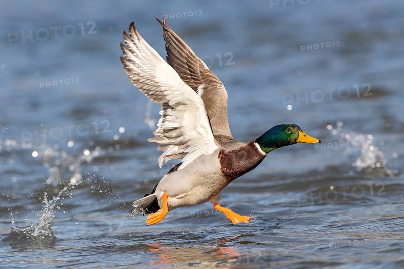 Mallard (Anas platyrhynchos)