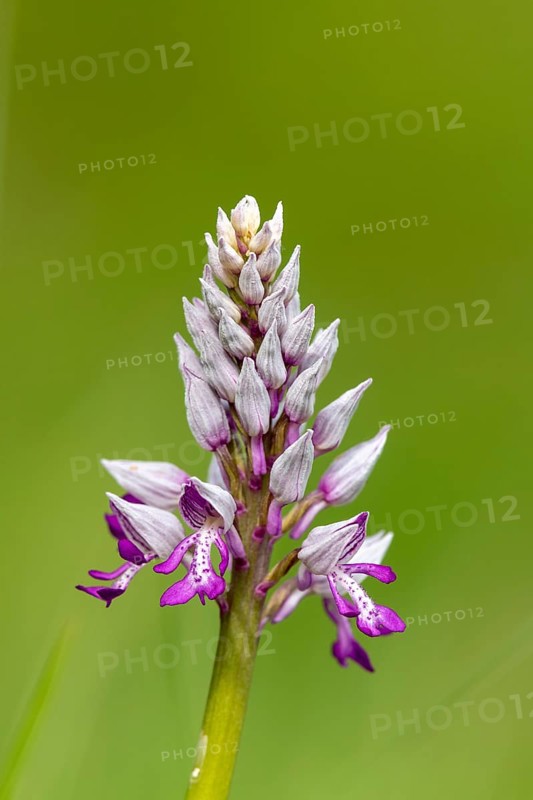 Military orchid (Orchis militaris)