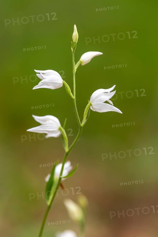 White Helleborine (Cephalanthera damasonium)