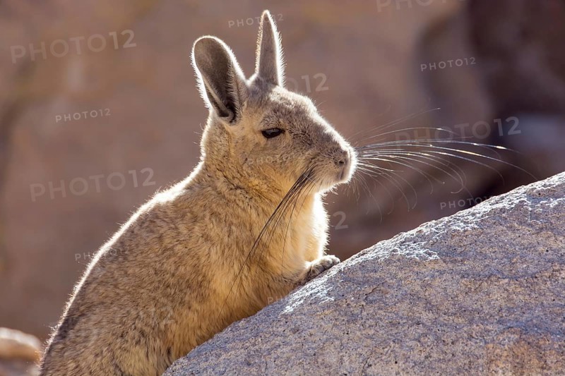 Mountain viscacha