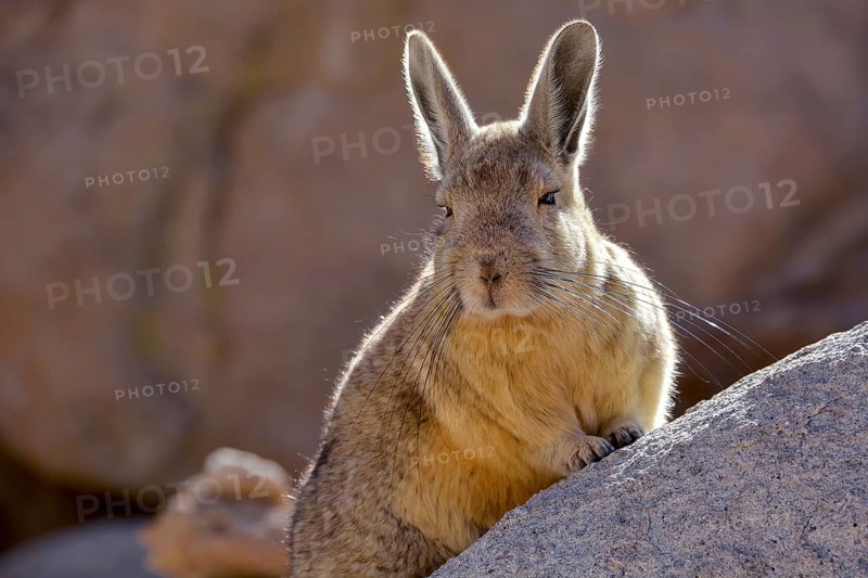 Mountain viscacha