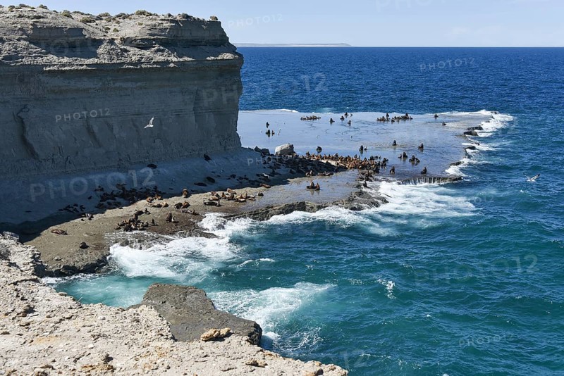 Sea lion colony (Otaria flavescens) near Puerto Piramides