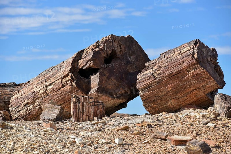 Petrified tree in Bosques Petrificados de Jaramillo National Park