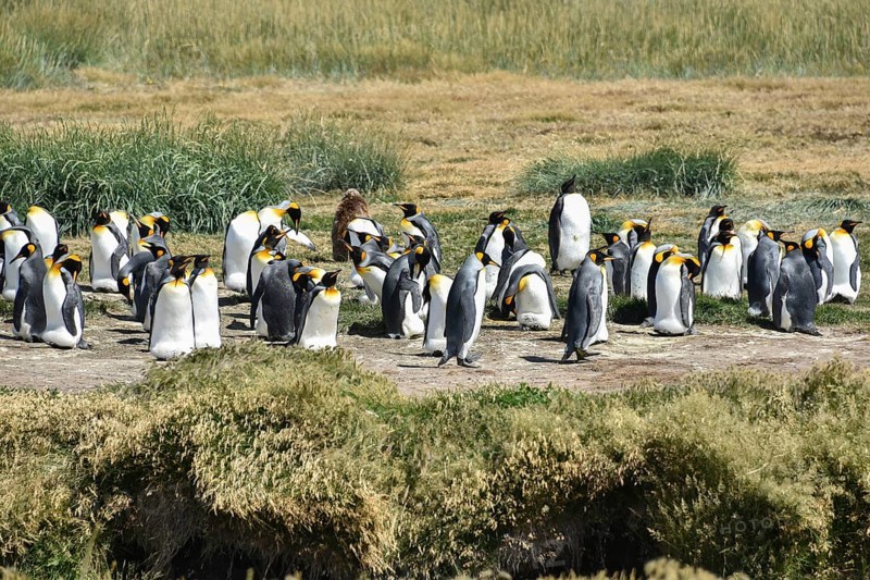 King penguins (Aptenodytes patagonicus)