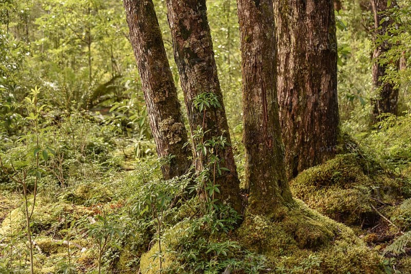 Temperate rainforest