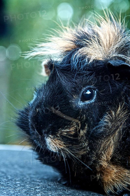 Rosette Guinea Pig (Cavia porcellus)