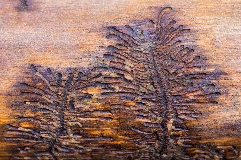 Larval ducts of European spruce bark beetle (Ips typographus) in wood