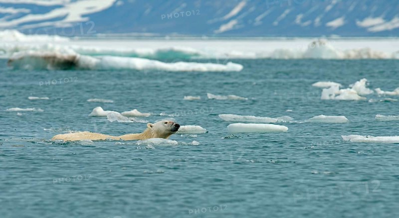 Polar bear (Ursus maritimus) swims